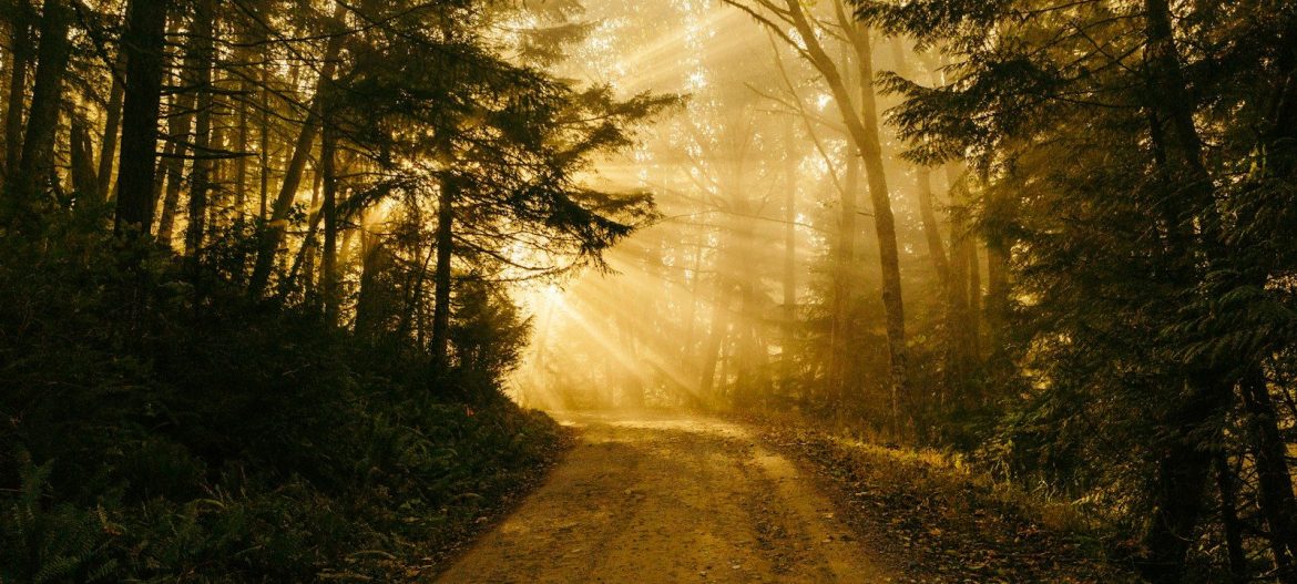 pathway between trees