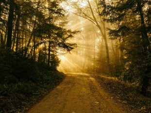 pathway between trees