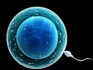 Male Fertility - The last two months