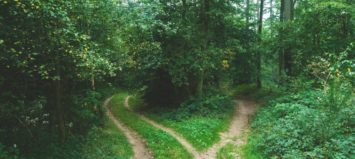 two roads between trees